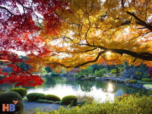 Check In Các Điểm Đến Lý Tưởng Cho Tour Đi Nhật Mùa Thu