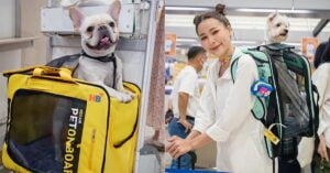 Những Hãng Hàng Không Nào Hỗ Trợ Dịch Vụ Mang Thú Cưng Lên Máy Bay Quốc Tế?