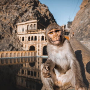 Galta-Ji-Monkey-Temple