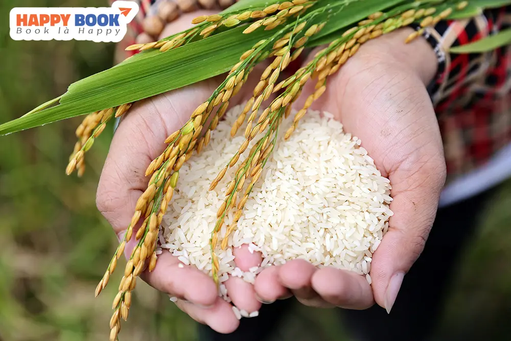 Loại gạo được phép mang sang Mỹ theo quy định